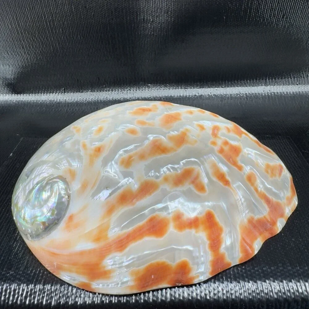 Natural Abalone Shell Large Dish Bowl Container Trinket Holder Iridescent Smooth